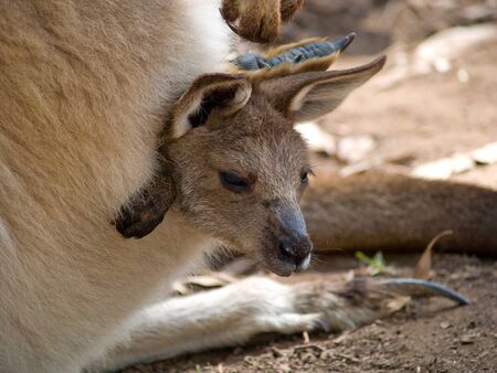 Joey emerging from Forrester Kangaroo pouch in Tasmaniaの写真素材