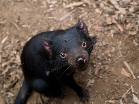 Sarcophilus Harrisii, the Tasmanian Devil.  On location in Tasmania, showing typical scars around nuzzle, and red earsの写真素材