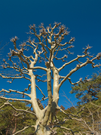 Bald tree in Shinto shrine, Nikko Japan during springtime.の写真素材