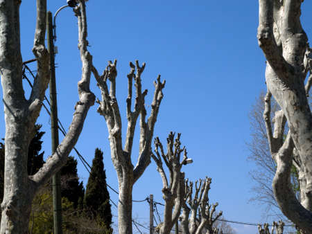 Trees and blue sky
