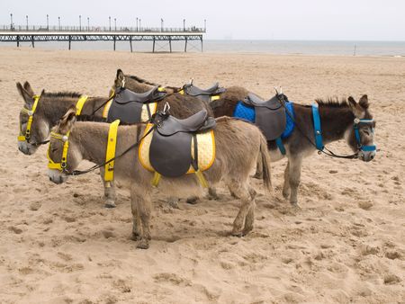 Donkeys on the beachの写真素材