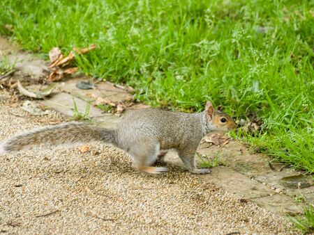 Grey squirrelの写真素材