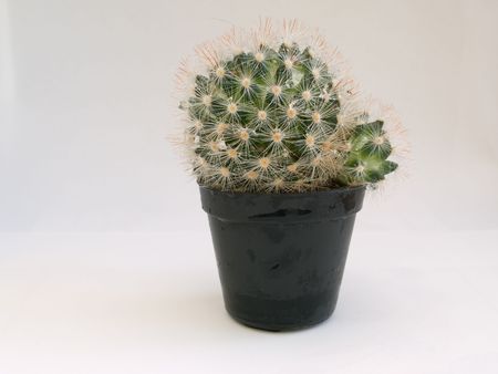 Green spikey Cactus in a black plant potの写真素材