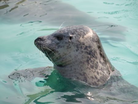 A playful seal with its head above waterの写真素材