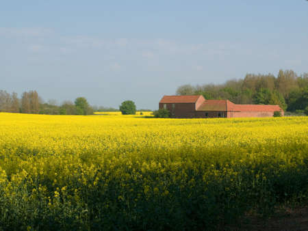 Old farm building in a field of yellow cropsの写真素材