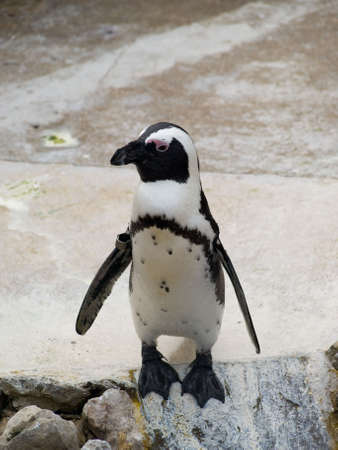 Penguin with its wings sticking out standing on a rockの写真素材