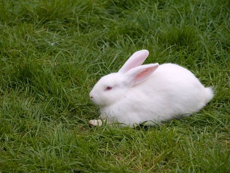 White rabbit sitting on some green grassの写真素材