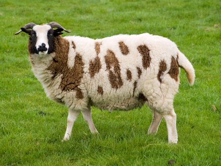 Brown and white sheep standing in a grass fieldの写真素材