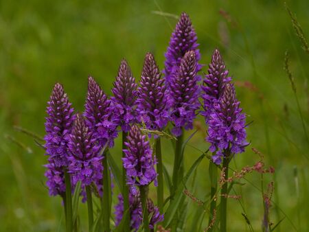 Close up of some purple flowers with a green backgroundの写真素材