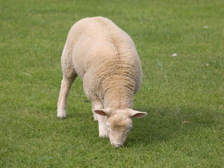 Young lamb grazing in a field of grassの写真素材