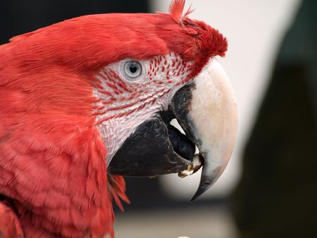 Close up of parrot with nut in beak