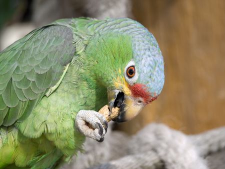 Green, blue and red parrot eating a nut
