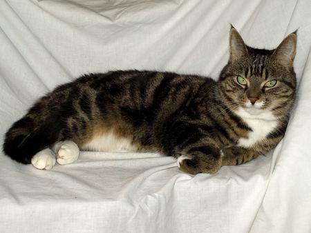 Portrait of tabby cat laying downの写真素材
