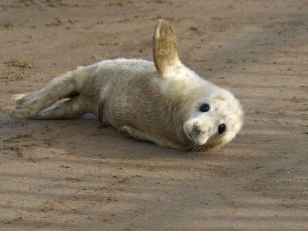 Very young Atlantic Grey Seal pup on sand の写真素材