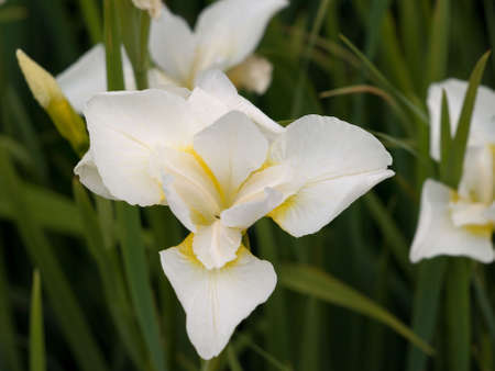 Close up of a white and yellow flowerの写真素材