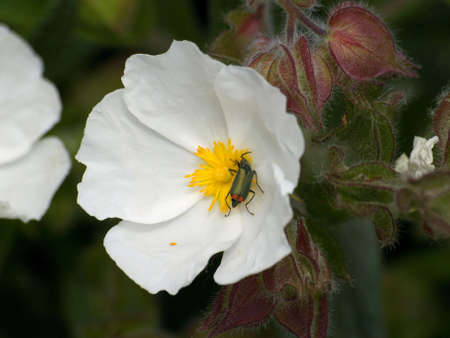 Close up of a white and yellow flower with an insect on it