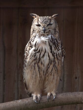 An front view of an owl standing on a perchの写真素材