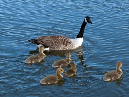 Canada goose with several young goslingsの写真素材