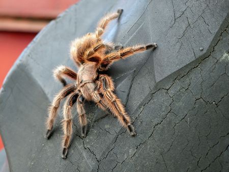 Tarantulaの写真素材