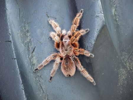 Tarantulaの写真素材