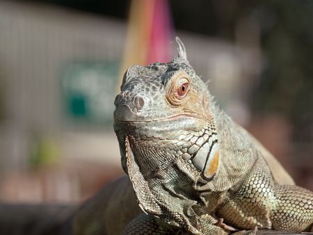 Iguanaの写真素材