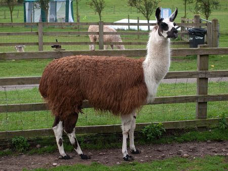 Llamaの写真素材