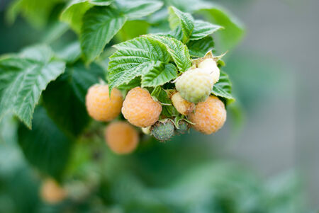 A plant with yellow raspberries from Denmark