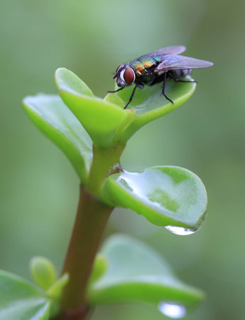 A close up of a fly on a plant with raindrops.