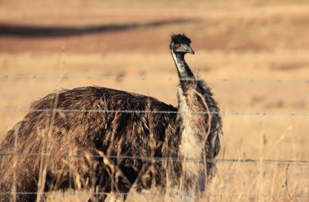 Emu - A large Australian native flightless bird.の写真素材
