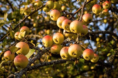 Abundance of fruits in the prolific year for apples の写真素材