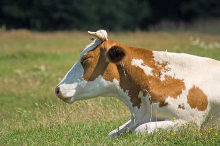 White-brown cow lies on the pastureの写真素材