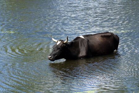 black bull saved from heat in a pondの写真素材