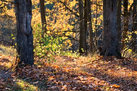 Dead leaves on the ground in autumn forestの写真素材