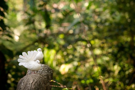 Two white decorative pigeons on the treeの写真素材