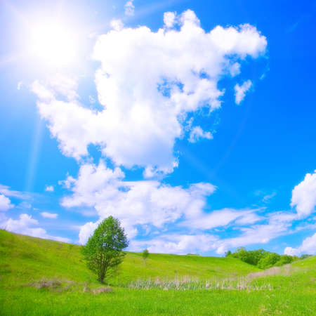 Green grass, sunlight and blue skyの写真素材