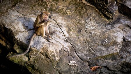 Monkey is sitting on the stone and eatingの写真素材