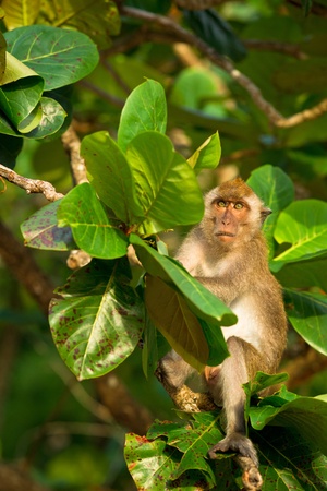 Angry looking monkey on the tropical tree の写真素材
