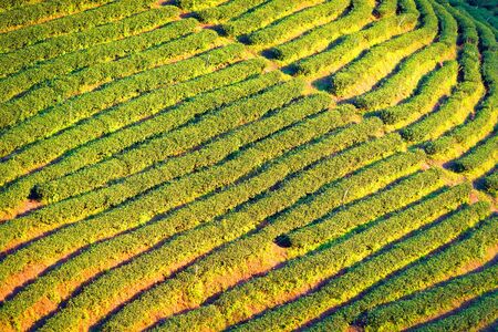 Tea plantation in village Mae Salong, Chiang Mai province, Thailandの写真素材