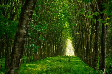 Plantation of rubber trees in Thailandの写真素材