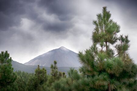 Pine tree and Teide volcano in the background, overcastの写真素材