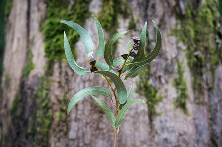 Eucalyptus branch with pine cones and leaves, Tenerife, Canary Islandsの写真素材