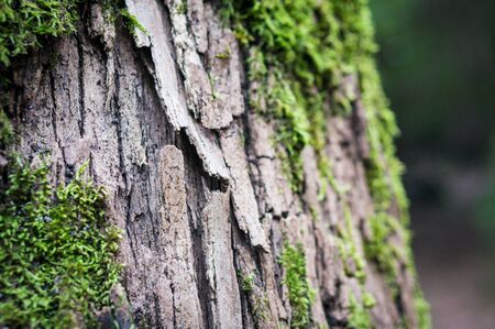 Old eucalyptus tree bark with moss, Esperanza forest, Tenerife, Canary Islandsの写真素材