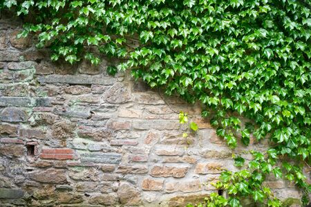 Texture of old brick wall with ivy plantの写真素材