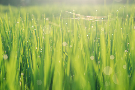 Spider web on green foliage of rice with water drops after the rain in sunlight. The shot made on Bali, Indonesia.の写真素材