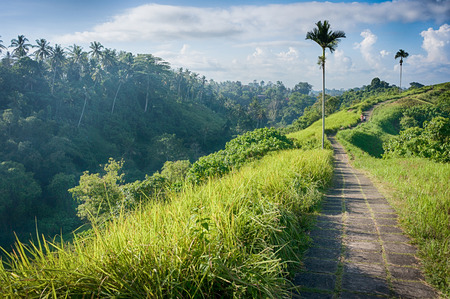 Paved pathway on the ridge of Campuhan hill in Ubud, Bali, Indonesia. Good for trekking and hiking.の写真素材