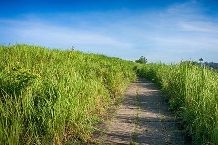 Paved pathway on the ridge of Campuhan hill in Ubud, Bali, Indonesia. Good for trekking and hiking.の写真素材