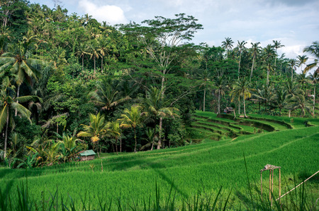 Green rice terrace surrounded by jungle forest in Bali, Indonesiaの写真素材