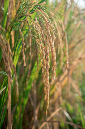 Mature rice ears with drops of water after the tropical rain, Bali, Indonesiaの写真素材