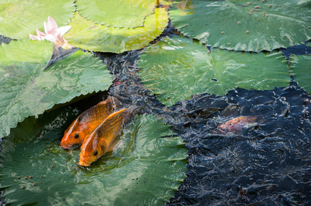 Feeding the decorative goldfishes in the lotus pond on Bali, Indonesiaの写真素材