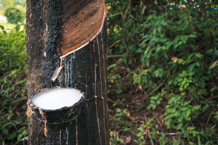 White latex liquid extracted from rubber tree on the thai farmland, Krabi province, Thailandの写真素材